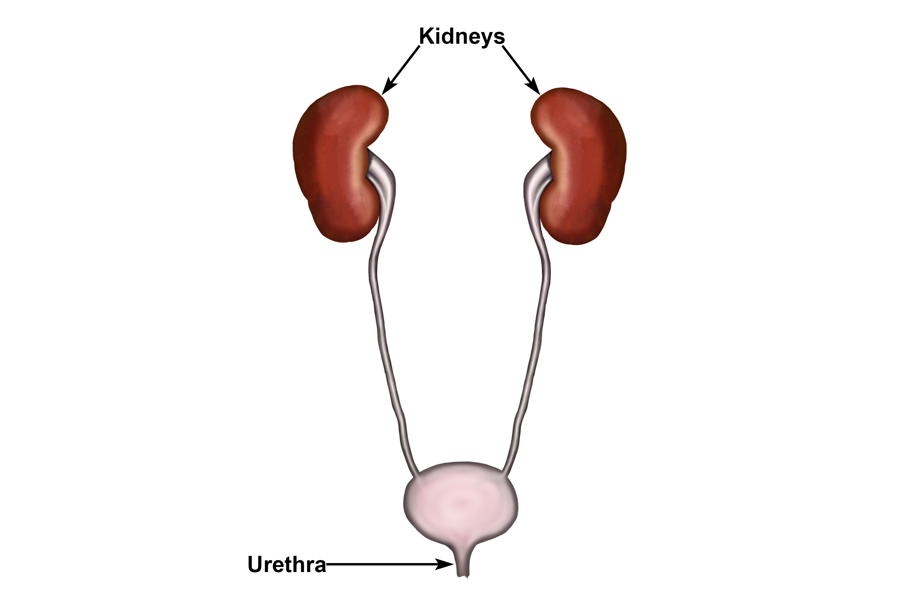 During urination the liquid from the bladder rushes down the urethra and out of the body